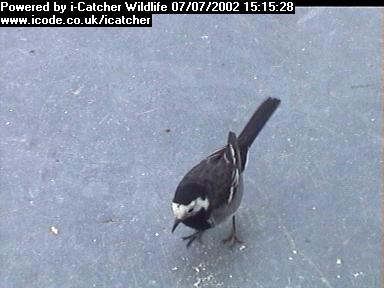 Picture of a wagtail, taken with the iCatcher Digital CCTV software