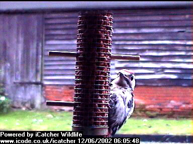 Picture of a great spotted woodpecker, taken with the iCatcher Digital CCTV software