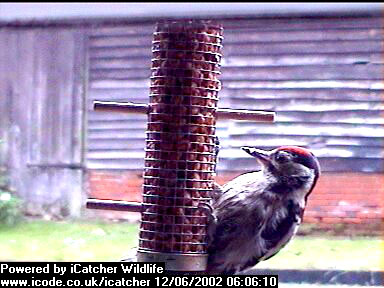 Picture of a great spotted woodpecker, taken with the iCatcher Digital CCTV software