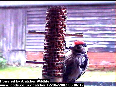 Picture of a great spotted woodpecker, taken with the iCatcher Digital CCTV software