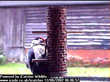 Picture of a great spotted woodpecker, taken with the iCatcher Digital CCTV software