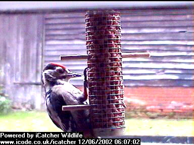 Picture of a great spotted woodpecker, taken with the iCatcher Digital CCTV software