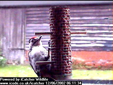 Picture of a great spotted woodpecker, taken with the iCatcher Digital CCTV software