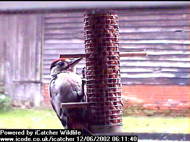 Picture of a great spotted woodpecker, taken with the iCatcher Digital CCTV software