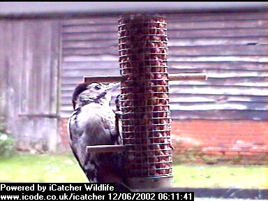 Picture of a great spotted woodpecker, taken with the iCatcher Digital CCTV software