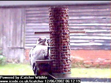 Picture of a great spotted woodpecker, taken with the iCatcher Digital CCTV software