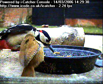 Picture of a great spotted woodpecker, taken with the iCatcher Digital CCTV software