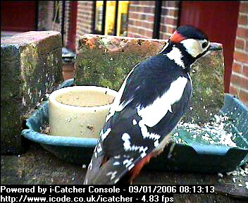 Picture of a great spotted woodpecker, taken with the iCatcher Digital CCTV software