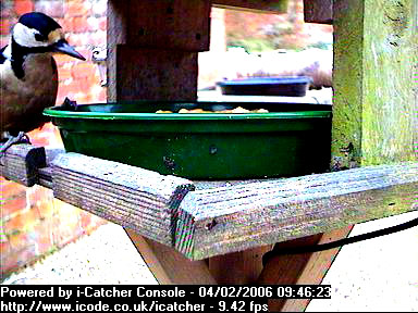 Picture of a great spotted woodpecker, taken with the iCatcher Digital CCTV software