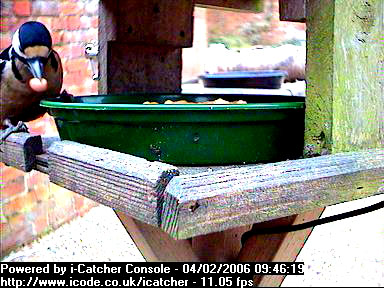 Picture of a great spotted woodpecker, taken with the iCatcher Digital CCTV software