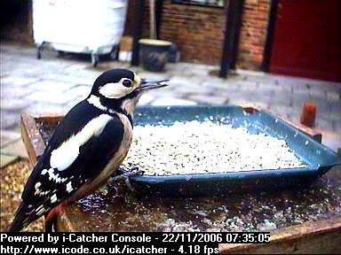 Picture of a great spotted woodpecker, taken with the iCatcher Digital CCTV software