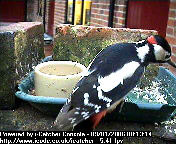 Picture of a great spotted woodpecker, taken with the iCatcher Digital CCTV software