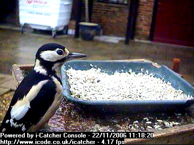 Picture of a great spotted woodpecker, taken with the iCatcher Digital CCTV software