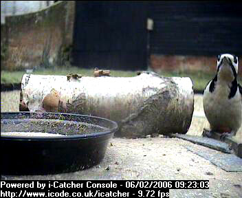 Picture of a great spotted woodpecker, taken with the iCatcher Digital CCTV software