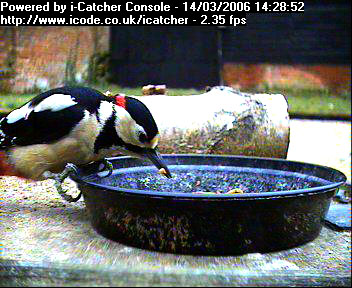 Picture of a great spotted woodpecker, taken with the iCatcher Digital CCTV software