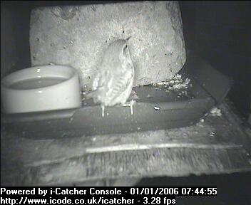 Picture of a wren, taken with the iCatcher Digital CCTV software