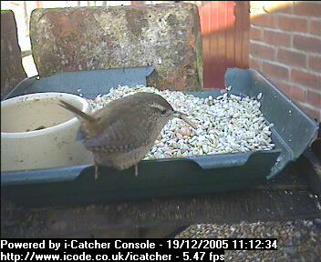 Picture of a wren, taken with the iCatcher Digital CCTV software