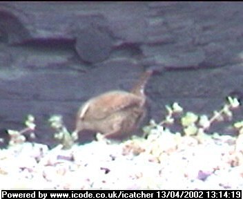 Picture of a wren, taken with the iCatcher Digital CCTV software