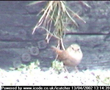 Picture of a wren, taken with the iCatcher Digital CCTV software