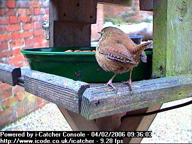 Picture of a wren, taken with the iCatcher Digital CCTV software