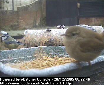 Picture of a wren, taken with the iCatcher Digital CCTV software