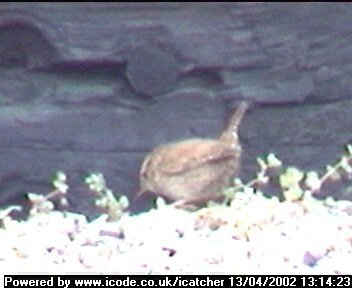 Picture of a wren, taken with the iCatcher Digital CCTV software