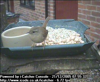 Picture of a wren, taken with the iCatcher Digital CCTV software