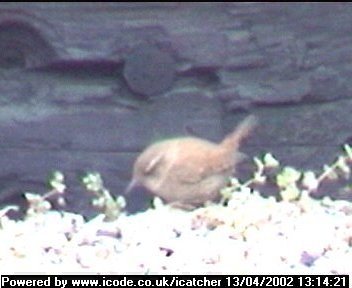 Picture of a wren, taken with the iCatcher Digital CCTV software