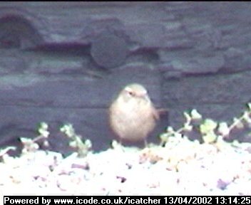 Picture of a wren, taken with the iCatcher Digital CCTV software