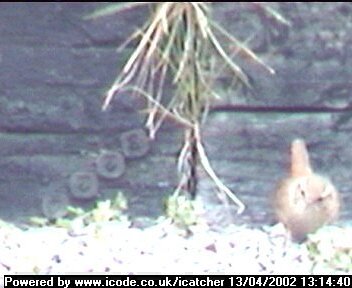 Picture of a wren, taken with the iCatcher Digital CCTV software